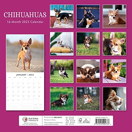 Стенен календар Chihuahuas2023 Чихуахуа, на един месец от Red Robin Calendars 12 x 12